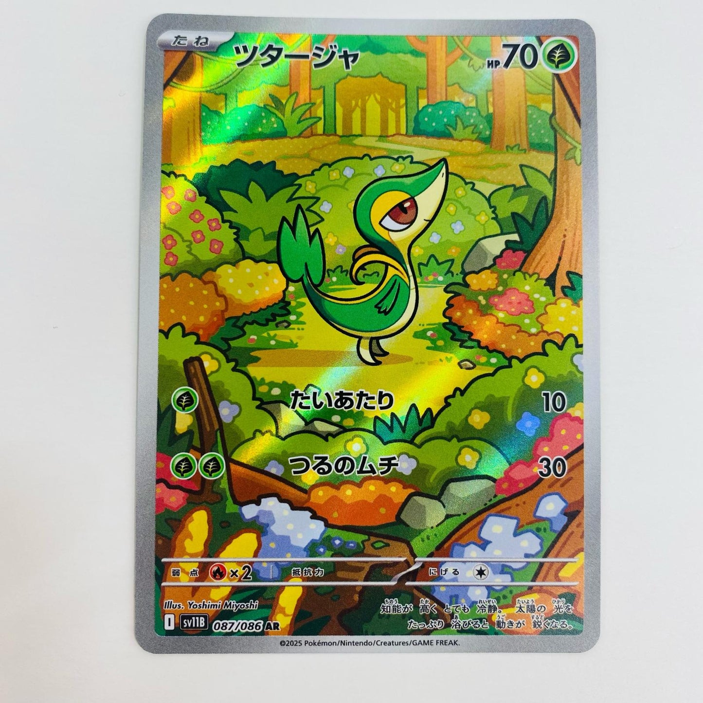 【中古】 ツタージャ AR SV11B-087