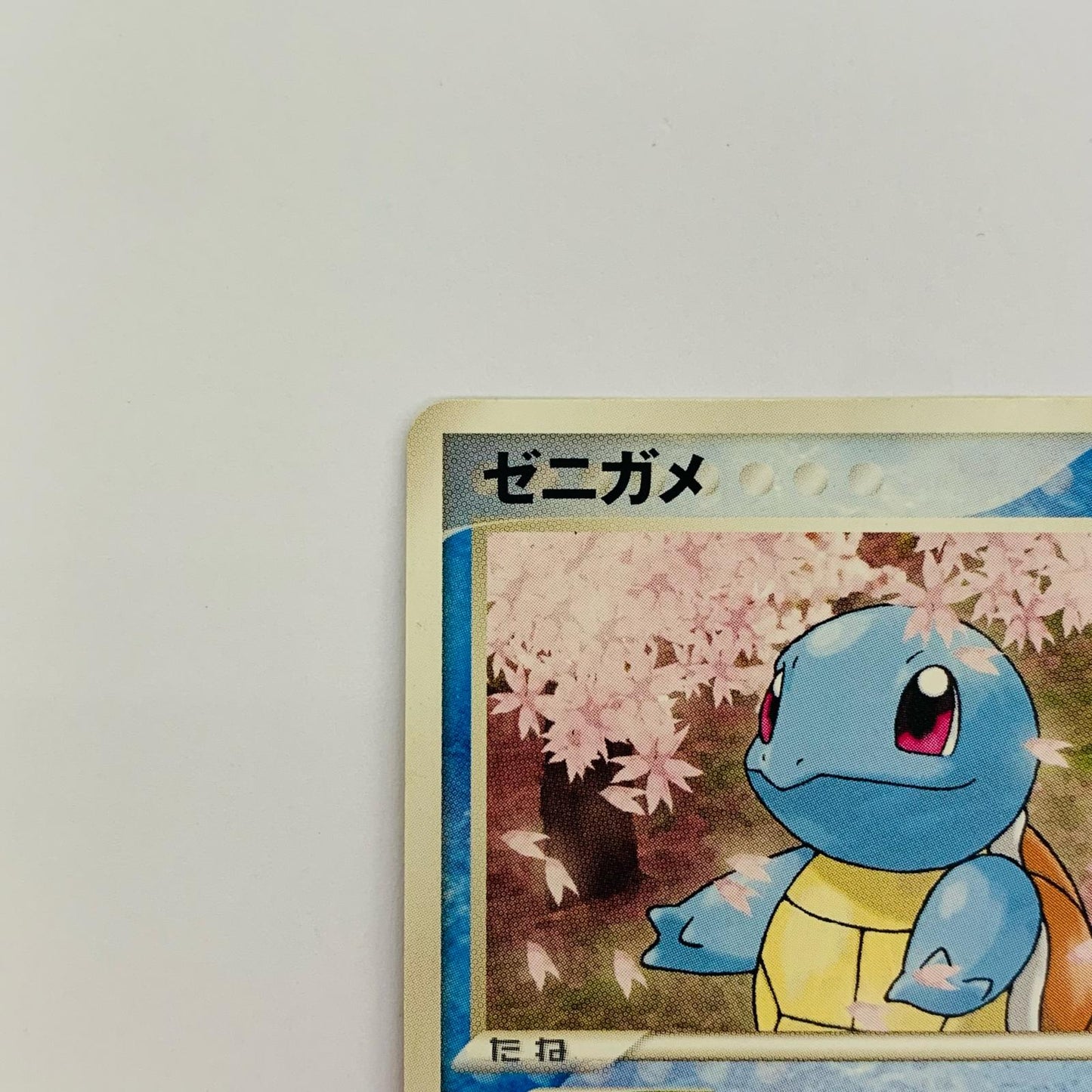 ゼニガメ