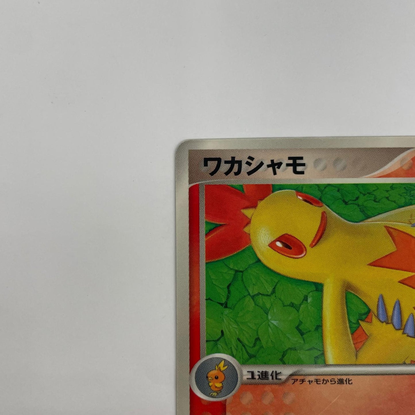 ワカシャモ
